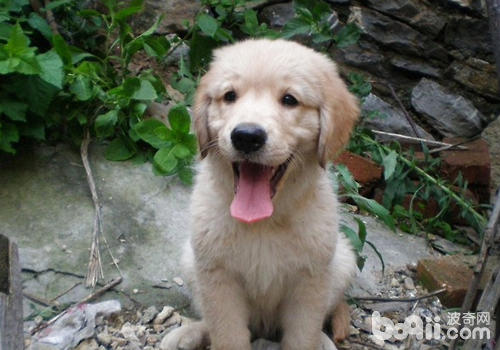 金毛犬