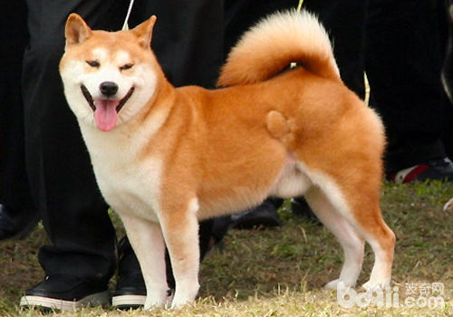 秋田犬