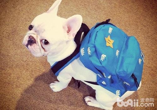 法國斗牛犬