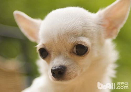 吉娃娃犬