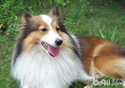 喜樂蒂牧羊犬
