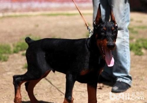 杜賓犬