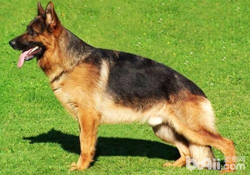 德國牧羊犬