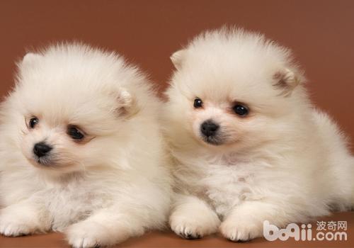 博美犬
