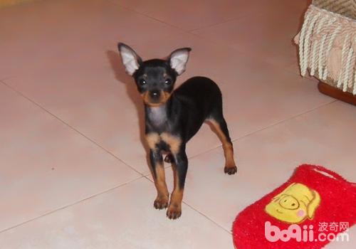 迷你杜賓犬