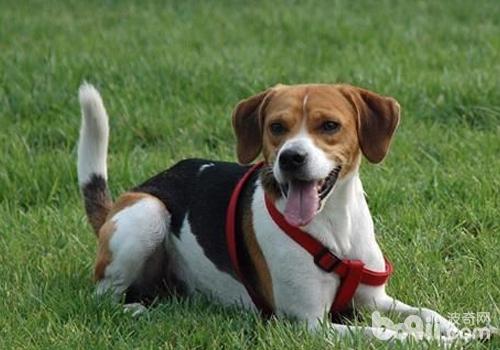 美國獵狐犬