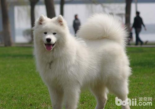 薩摩耶犬
