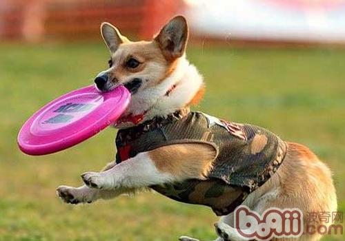 威爾士柯基犬