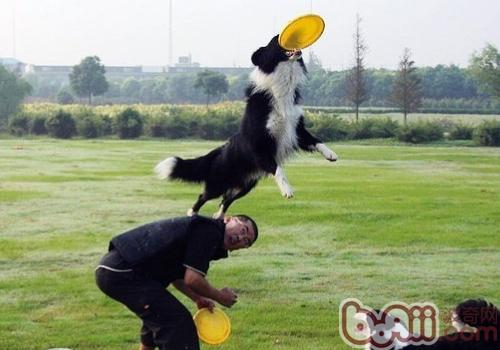 邊境牧羊犬