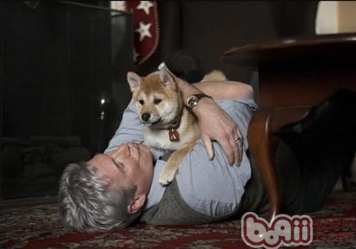 秋田犬