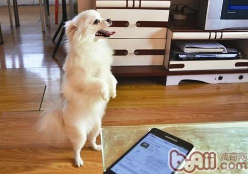博美犬