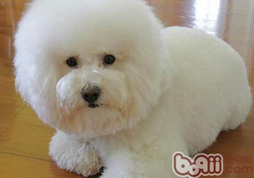 比熊犬