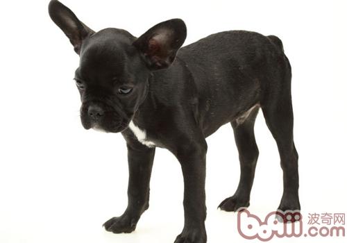 法國斗牛犬