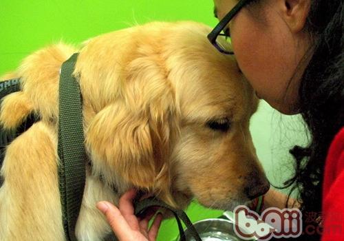 金毛犬