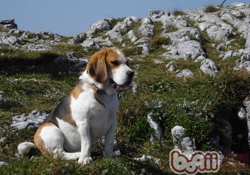 比格犬