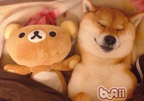 柴犬