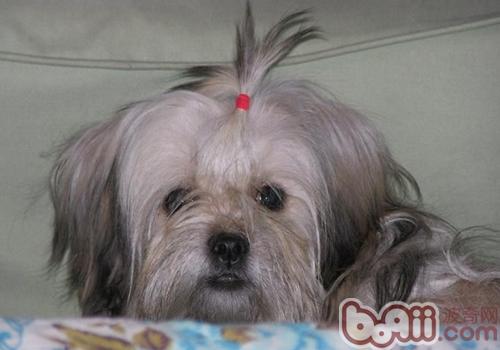 西施犬