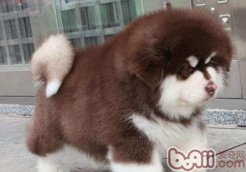 阿拉斯加雪橇犬