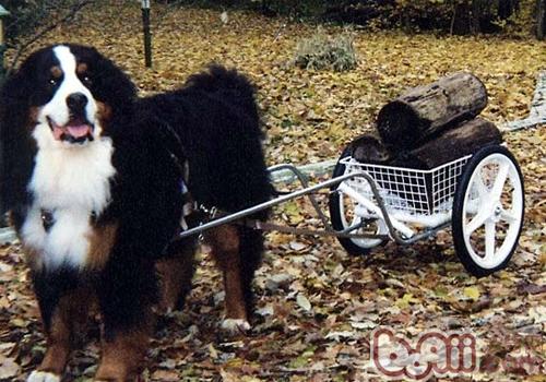 伯恩山犬