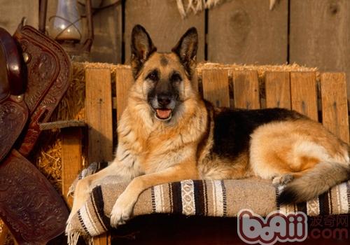 德國牧羊犬