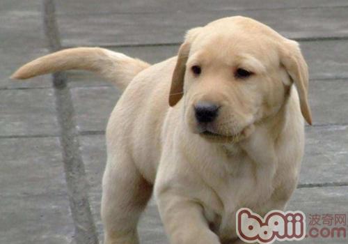 拉布拉多犬