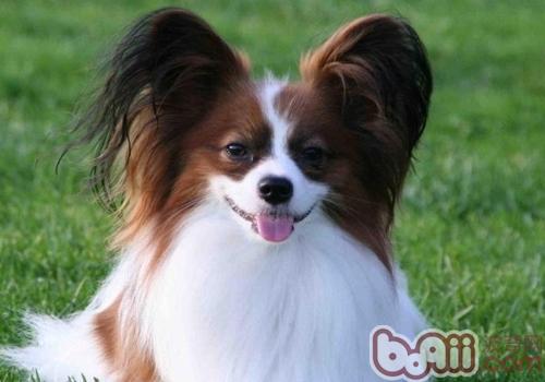 蝴蝶犬