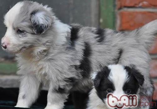 邊境牧羊犬