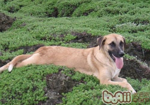 安娜圖牧羊犬