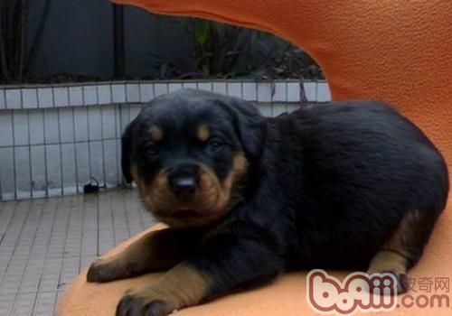 羅威納犬