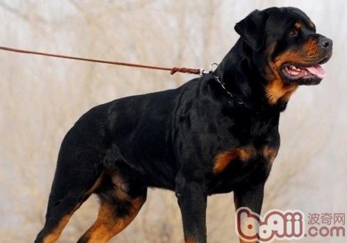 羅威納犬