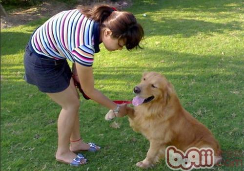 金毛犬