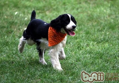 英國史賓格獵犬