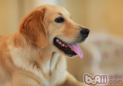 金毛犬