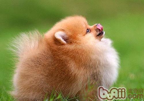 博美犬