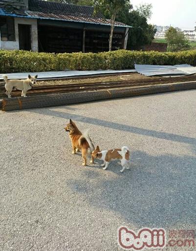 圖1：狗狗間的相互交流很重要