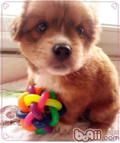 圖3：較早離開母親的幼犬需要主人的引導