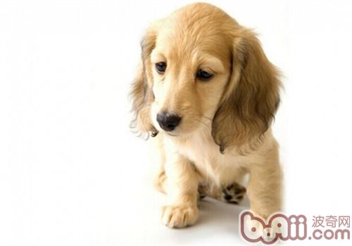 金毛犬
