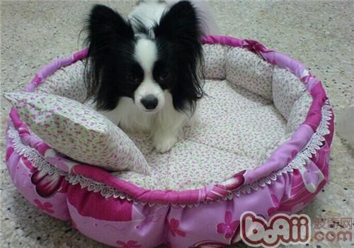 蝴蝶犬