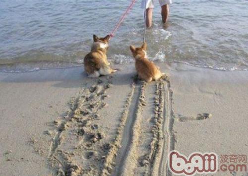 威爾士柯基犬