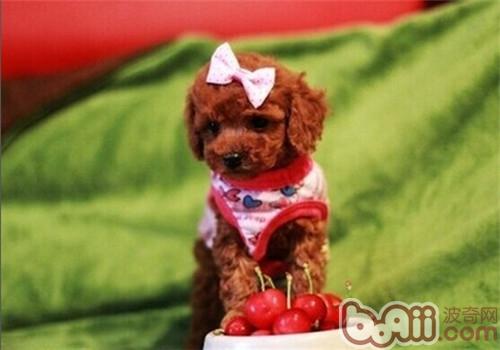 貴賓犬