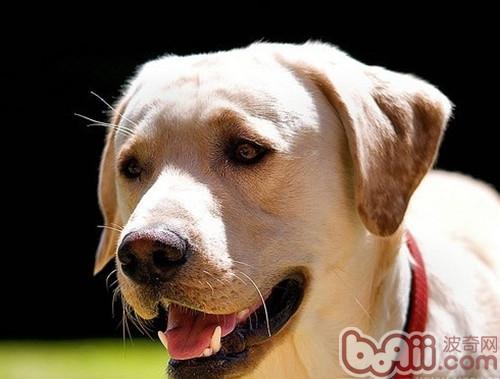 拉布拉多獵犬