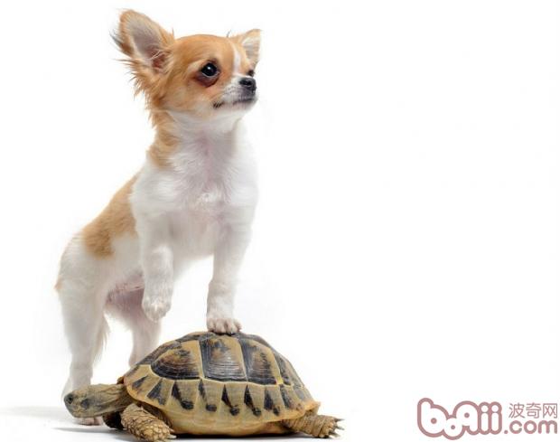 吉娃娃犬