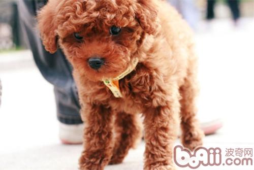 貴賓犬