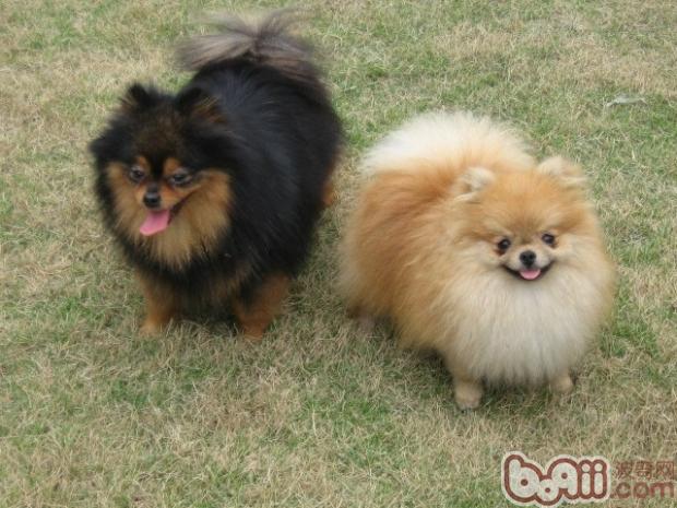 博美犬