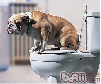 斗牛犬