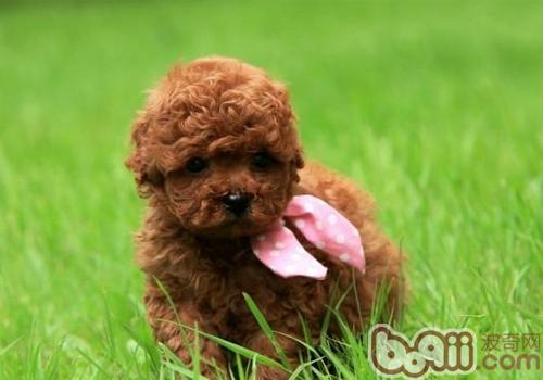 貴賓犬