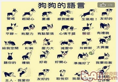 狗狗的語言