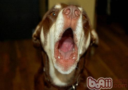狗狗亂叫