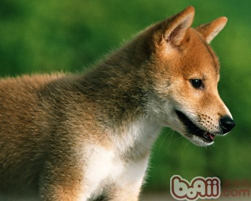 柴犬