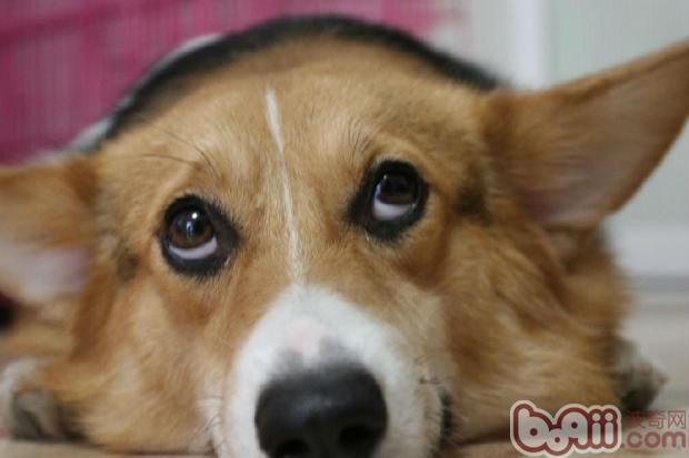 威爾士柯基犬
